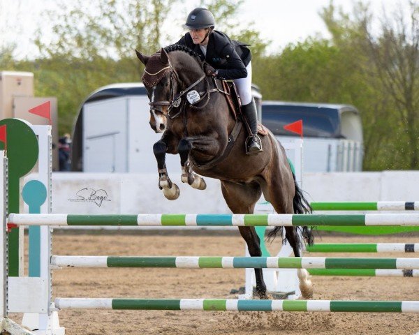 jumper Carleydo (German Sport Horse, 2018, from Carleyle)