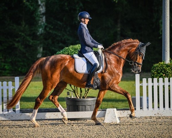 dressage horse Exclusiv Gold (Oldenburg, 2019, from Best of Gold)