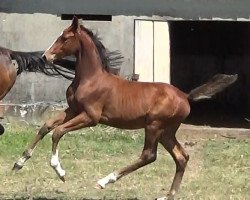 stallion Chameau Magic Fly Z (Zangersheide riding horse, 2014, from Cavalo Z)