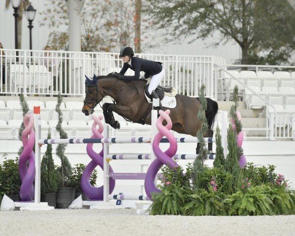 jumper Zarkava (Irish Sport Horse, 2008, from Guidam)