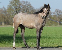 broodmare Riemaars Final Ovation (Oldenburg, 2014, from IS Orlow ox)