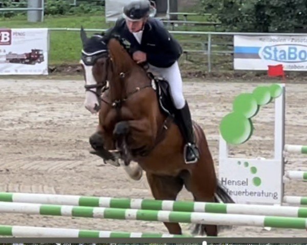 jumper Calli Quantus (Oldenburg show jumper, 2017, from Cellestial)