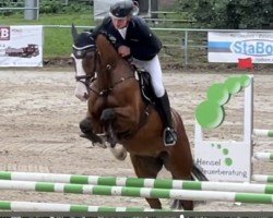 jumper Calli Quantus (Oldenburg show jumper, 2017, from Cellestial)