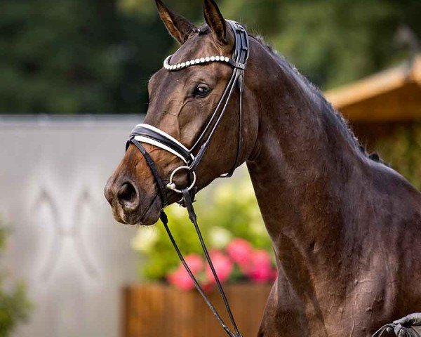 dressage horse Violetta 99 (Hanoverian, 2021, from Harmony's V-Plus)