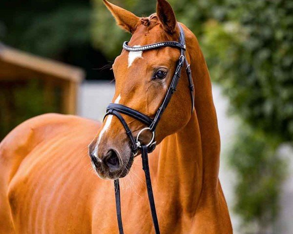 dressage horse Vajana (Hanoverian, 2021, from Von und Zu)