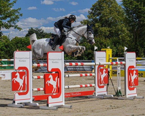 jumper Hocus Pocus 8 (KWPN (Royal Dutch Sporthorse), 2015, from VDL Harley)