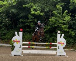 jumper Carlos Gardell (Hanoverian, 2009, from Cardenio)