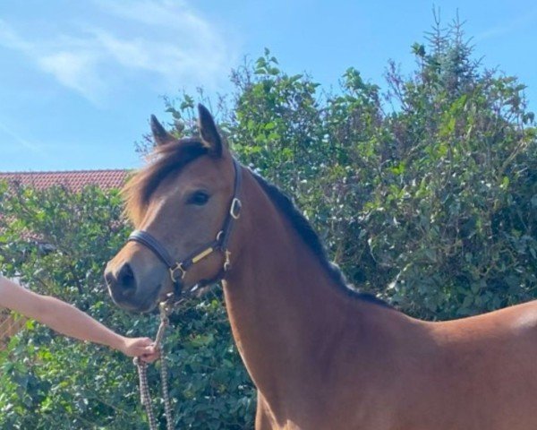 jumper Samica P (German Riding Pony, 2023, from Magic Friday B WE)