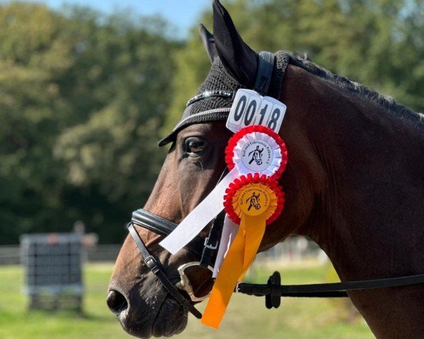 dressage horse Da Costas Kind of Magic (Hanoverian, 2019, from Da Costa)