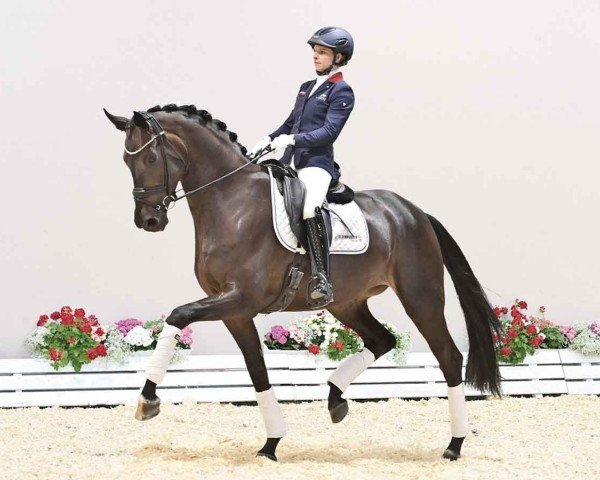 dressage horse Supernova (Oldenburg, 2020, from San Amour I)