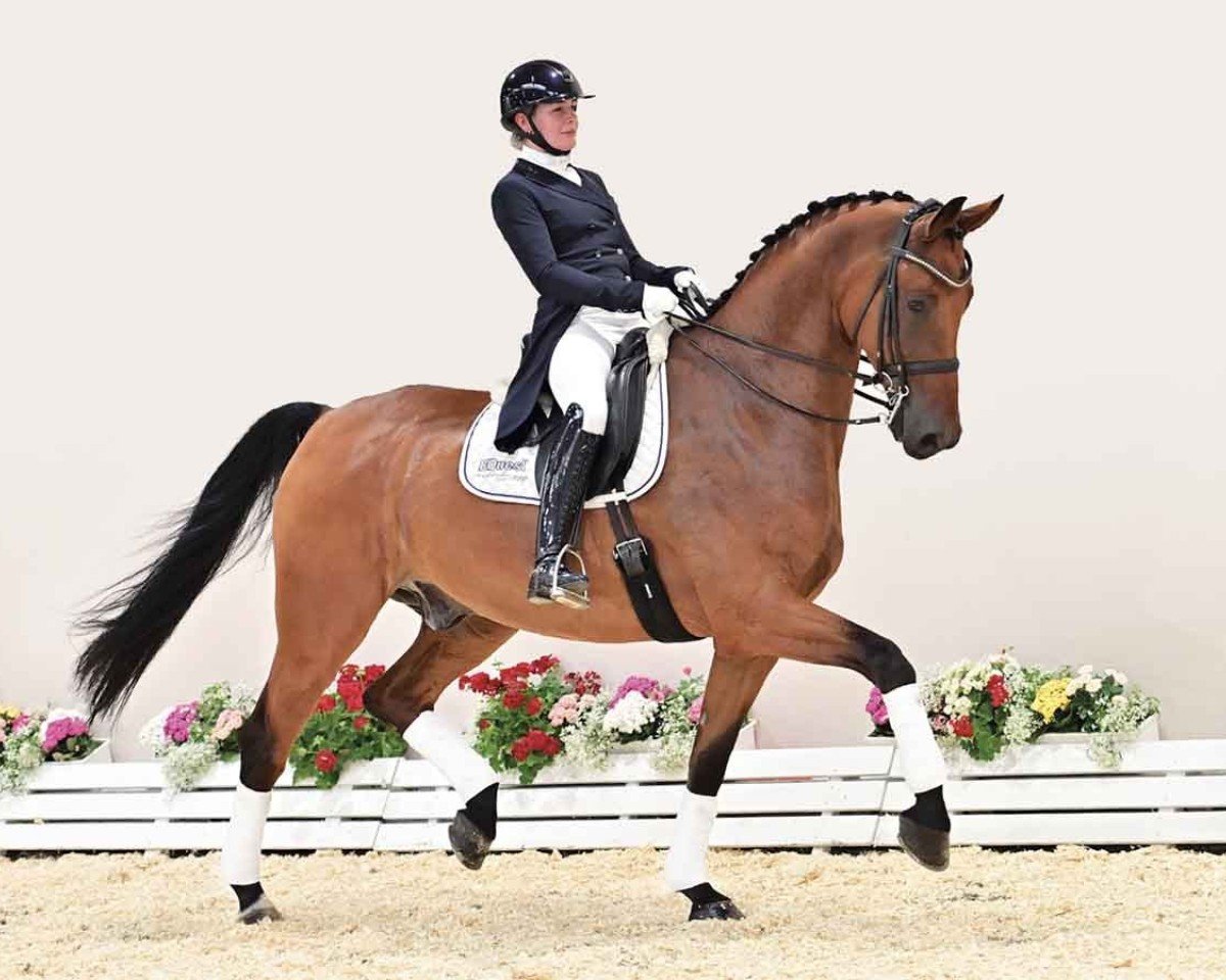 Dressurpferd Brunetti (Oldenburger, 2017, von Buckingham)