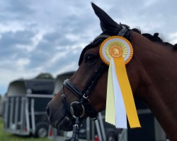 dressage horse Philou 29 (German Riding Pony, 2018, from Picolo)