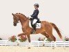 dressage horse For me 53 (Oldenburg, 2020, from Freiherr von Stein)