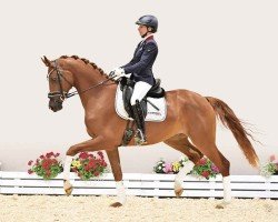 dressage horse For me 53 (Oldenburg, 2020, from Freiherr von Stein)