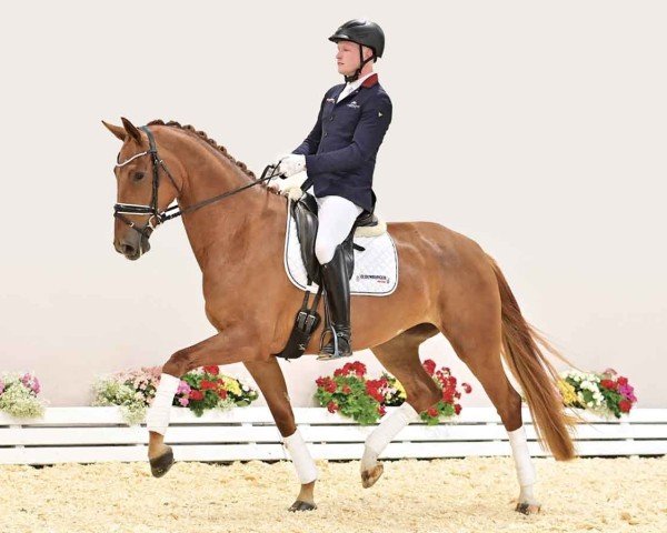 dressage horse Stute von La Vie / De Niro (Oldenburg, 2020, from La Vie)