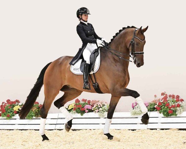 dressage horse Quantino Gold (Oldenburg, 2015, from Quantensprung 3)