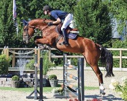 jumper Cassy Fly G (Oldenburg show jumper, 2018, from Chacfly PS)