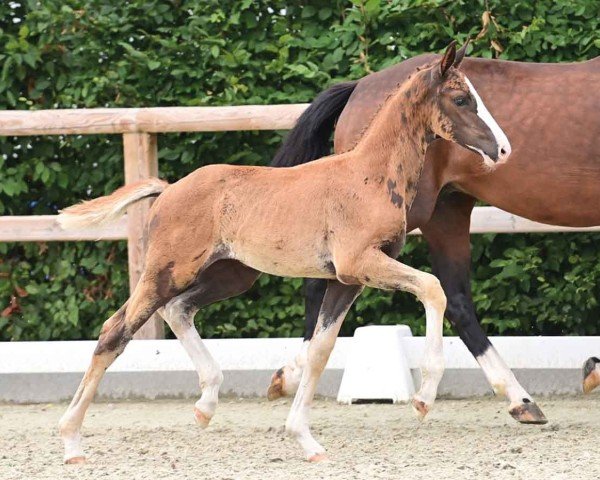 foal by Stute von Bon Courage / De Niro (Oldenburg, 2024, from Bon Courage 4)