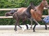 foal by Celebrity (Oldenburg show jumper, 2024, from Cornet Obolensky)