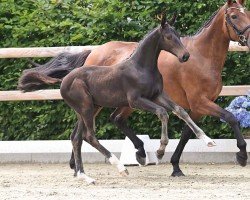 foal by Celebrity (Oldenburg show jumper, 2024, from Cornet Obolensky)