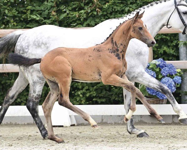 Fohlen von Criminal Date (Oldenburger Springpferd, 2024, von Cero Blue Tn)