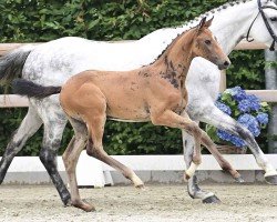 foal by Criminal Date (Oldenburg show jumper, 2024, from Cero Blue Tn)