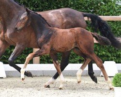 foal by For Diamond (Oldenburg, 2024, from For Romance I)