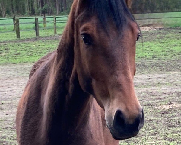 dressage horse Vito Corleone HT (Hanoverian, 2022, from Valverde NRW)