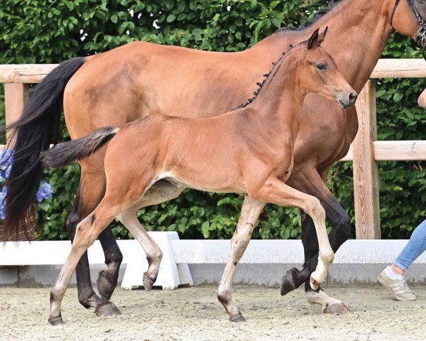 foal by Dornröschen (Oldenburg, 2024, from Dream Royal)