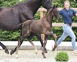 foal by Vintage Vixem Ballante (Oldenburg, 2024, from V-Power)