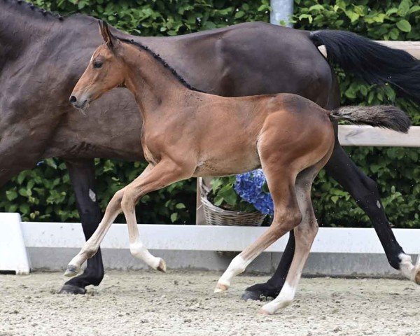 foal by Elvis (Oldenburg show jumper, 2024, from Eldorado vd Zeshoek Tn)