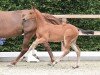 foal by Stute von Lord Pezi / Conthargos (Oldenburg show jumper, 2024, from Lord Pezi)