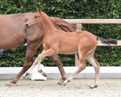 foal by Stute von Lord Pezi / Conthargos (Oldenburg show jumper, 2024, from Lord Pezi)