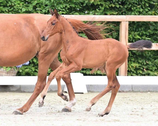 Fohlen Cosmonautin (Oldenburger Springpferd, 2024, von Cornet’s Balou)