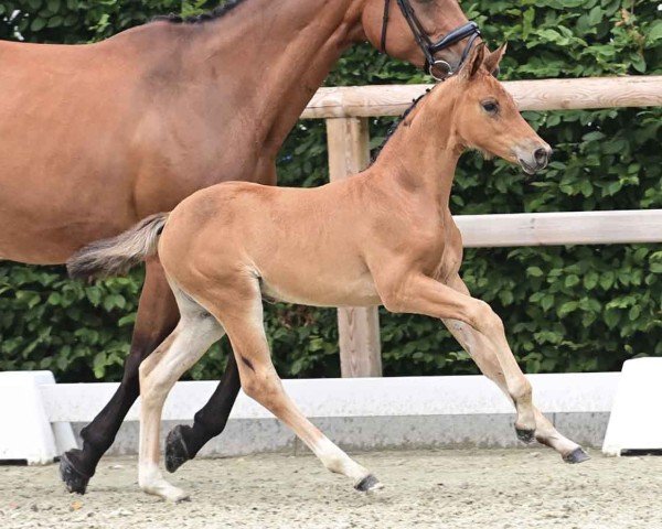 foal by Sky Lounge CM (Oldenburg show jumper, 2024, from Hunter's Scendix)