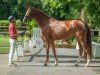 dressage horse Viabella (Westphalian, 2021, from Von und Zu)