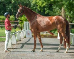 dressage horse Viabella (Westphalian, 2021, from Von und Zu)