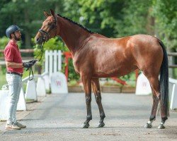 dressage horse Vaiana (Westphalian, 2021, from Valverde NRW)