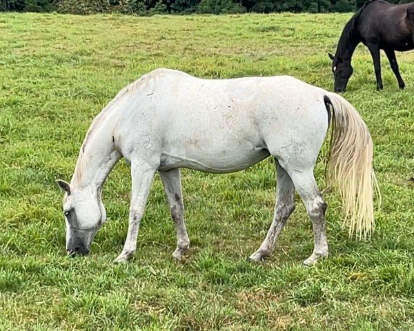 broodmare Lasita 6 (Mecklenburg, 2008, from Lassito)