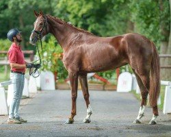 broodmare Benecia 3 (Westphalian, 2020, from Callaho's Benicio)