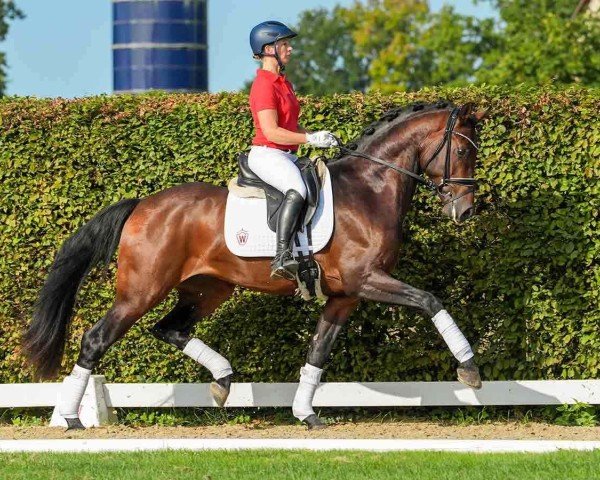 dressage horse Hengst von Jovian / Fürst Romancier (Oldenburg, 2021, from Jovian)