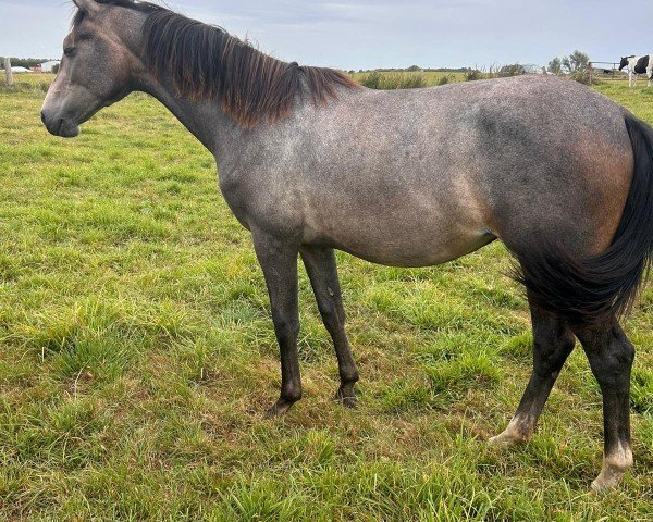 dressage horse Florena (Mecklenburg, 2023, from Fürst Wilhelm)