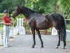 dressage horse Vegas Girl 3 (Oldenburg, 2020, from Vaderland OLD)