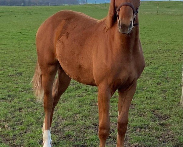 dressage horse Fiona (Mecklenburg, 2022, from Fidertanz)