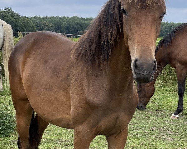 dressage horse Kadyra (Trakehner, 2023, from Kwahu)