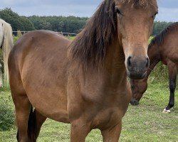 dressage horse Kadyra (Trakehner, 2023, from Kwahu)