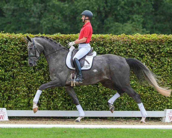 dressage horse Bon Rose (Hanoverian, 2020, from Bon Courage 4)