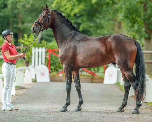 dressage horse Strong Oak (Oldenburg, 2021, from So Perfect)