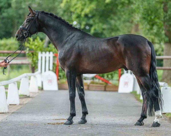 dressage horse Vuturo do Vale-H (Oldenburg, 2020, from Vivaldi)