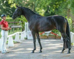 dressage horse Firlefanz (Westphalian, 2019, from For Romance II)